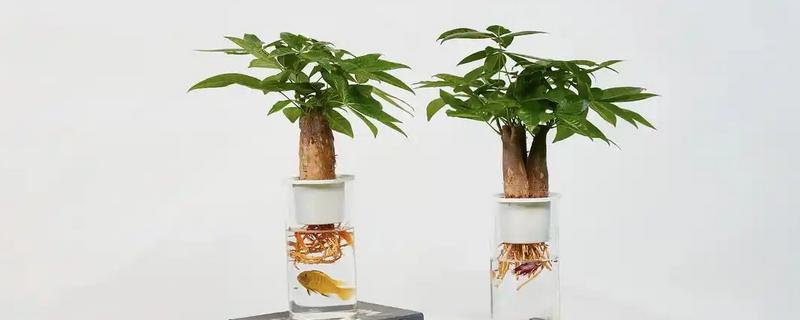 发财树能扦插水培吗,发财树可以扦插水培