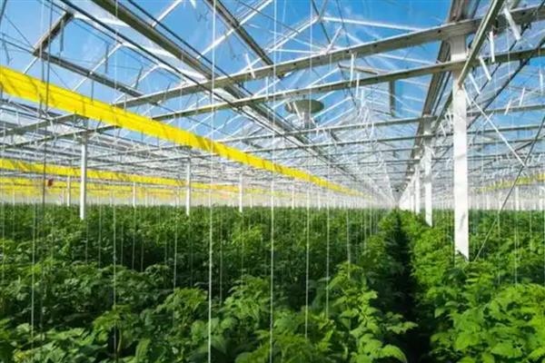 冬季棚室蔬菜冲施肥注意事项，肥液的浓度要适宜