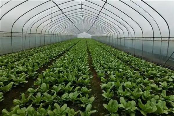 冬季棚室蔬菜冲施肥注意事项，肥液的浓度要适宜