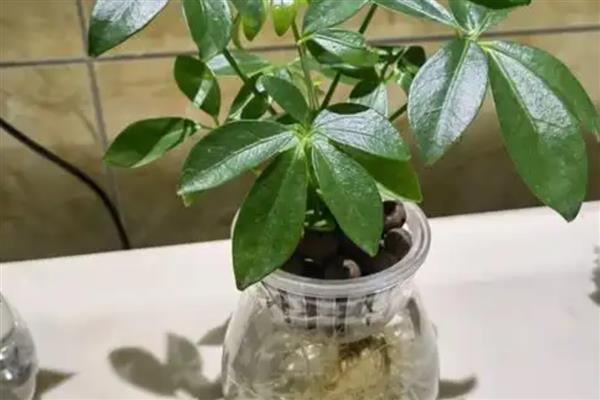 发财树能扦插水培吗,发财树可以扦插水培