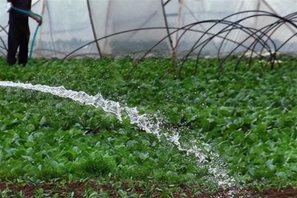 冬季棚室蔬菜冲施肥注意事项，肥液的浓度要适宜