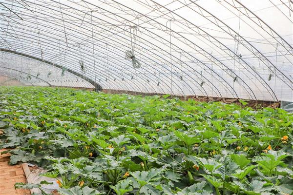 冬季棚室蔬菜冲施肥注意事项，肥液的浓度要适宜