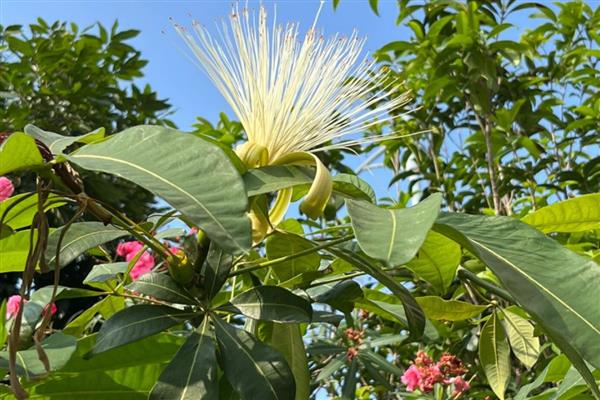 发财树能扦插水培吗,发财树可以扦插水培