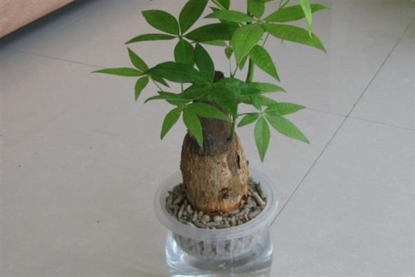 发财树能扦插水培吗,发财树可以扦插水培