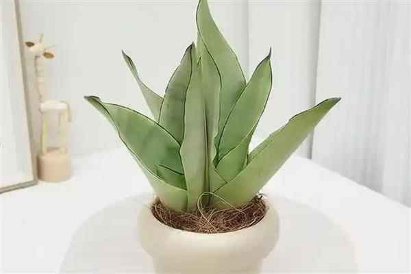 白玉虎皮兰能不能水培，水培的植株更加干净整洁
