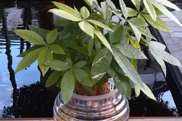 发财树能扦插水培吗,发财树可以扦插水培