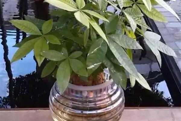 发财树能扦插水培吗,发财树可以扦插水培