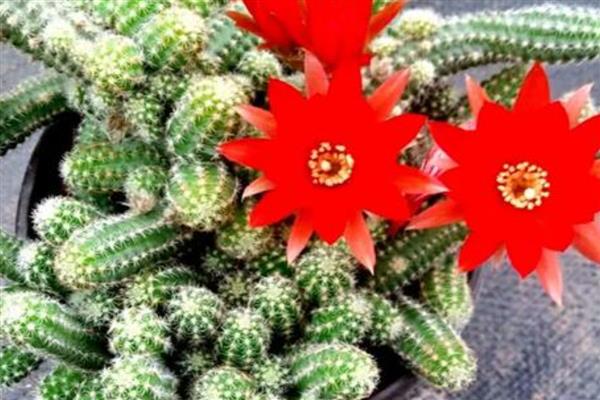 为什么鼠尾掌不开花，可能是光照过少或温度不适