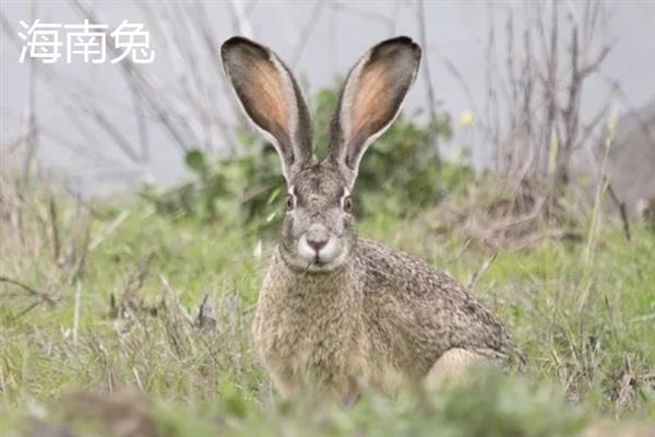 野兔的保护等级，雪兔是国家三级保护动物
