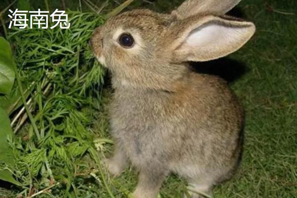 野兔的保护等级，雪兔是国家三级保护动物