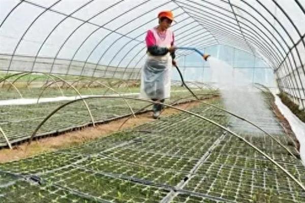 棚菜遇倒春寒如何应对，常用以下4种方式