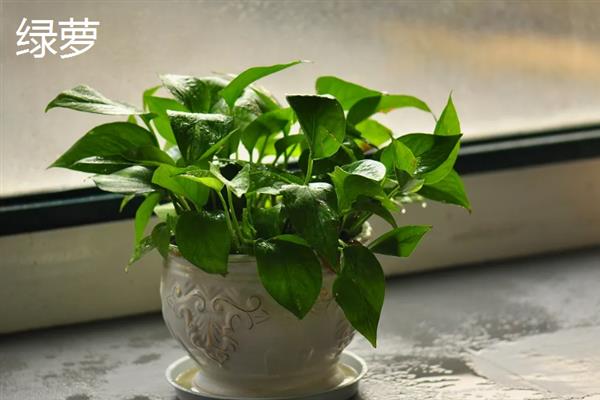 室内有哪些造氧最强植物，常见的有绿萝、芦荟和吊兰等