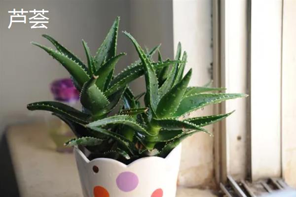 室内有哪些造氧最强植物，常见的有绿萝、芦荟和吊兰等