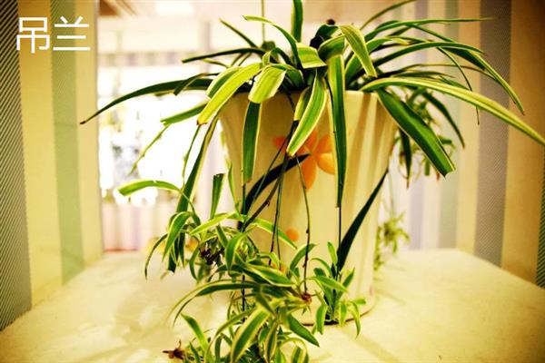 室内有哪些造氧最强植物，常见的有绿萝、芦荟和吊兰等