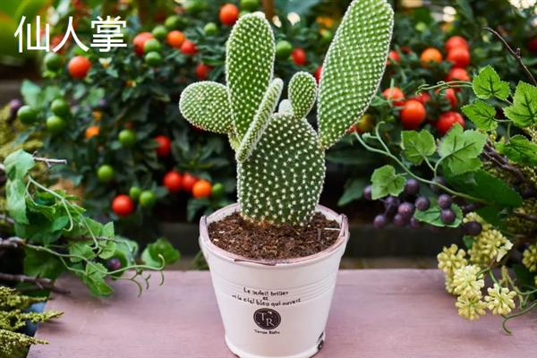 室内有哪些造氧最强植物，常见的有绿萝、芦荟和吊兰等