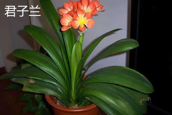 室内有哪些造氧最强植物，常见的有绿萝、芦荟和吊兰等