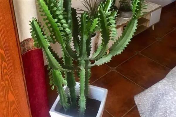 龙骨受冻发软如何解决，保持适宜的温度可让它恢复生长状态