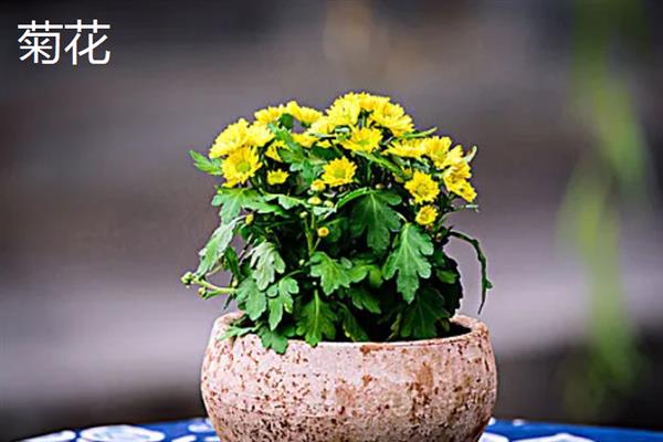 哪些植物可以吸收甲醛，常见芦荟、吊兰、虎尾兰等品种