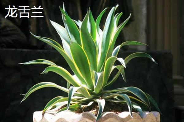 哪些植物可以吸收甲醛，常见芦荟、吊兰、虎尾兰等品种