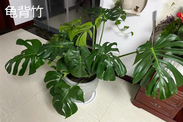 哪些植物可以吸收甲醛，常见芦荟、吊兰、虎尾兰等品种