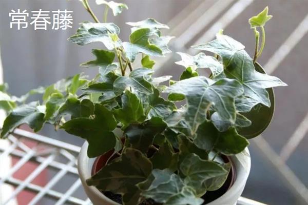 哪些植物可以吸收甲醛，常见芦荟、吊兰、虎尾兰等品种