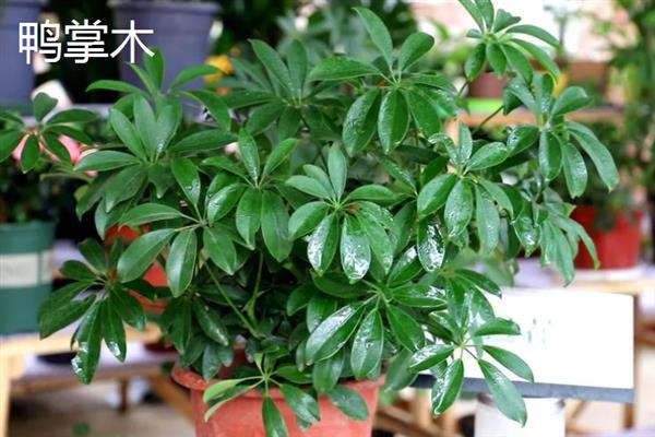 哪些植物可以吸收甲醛，常见芦荟、吊兰、虎尾兰等品种