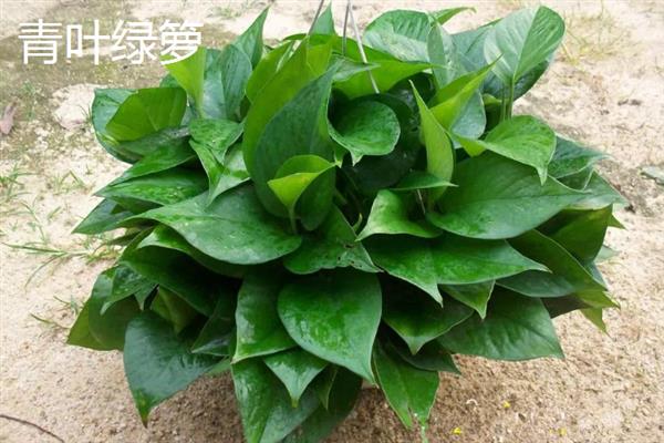 哪些植物可以吸收甲醛，常见芦荟、吊兰、虎尾兰等品种