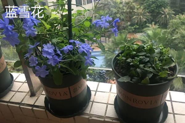 哪些植物可以吸收甲醛，常见芦荟、吊兰、虎尾兰等品种