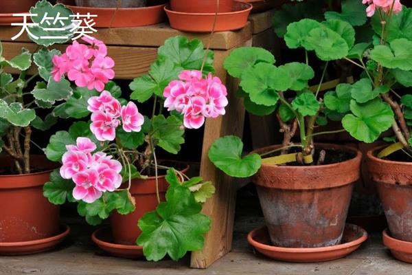 哪些植物可以吸收甲醛，常见芦荟、吊兰、虎尾兰等品种
