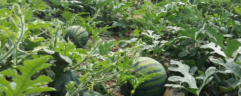 夏季的水果有哪些，有西瓜、芒果、桃子、葡萄等