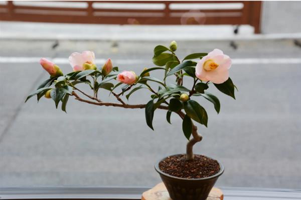 哪些植物可以使用硫酸亚铁肥料，包含山茶花、龟背竹、文竹等品种