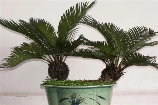 哪些植物可以使用硫酸亚铁肥料，包含山茶花、龟背竹、文竹等品种