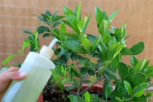 哪些植物可以使用硫酸亚铁肥料，包含山茶花、龟背竹、文竹等品种