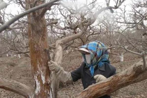 果树秋季施肥要注意什么，有机肥需腐熟后才能使用