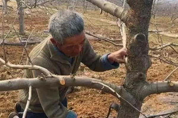 果树秋季施肥要注意什么，有机肥需腐熟后才能使用