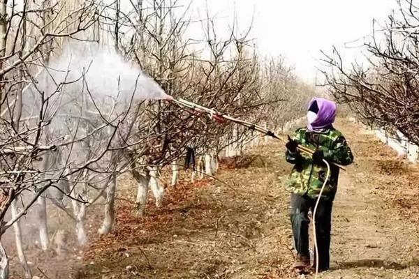 果树秋季施肥要注意什么，有机肥需腐熟后才能使用