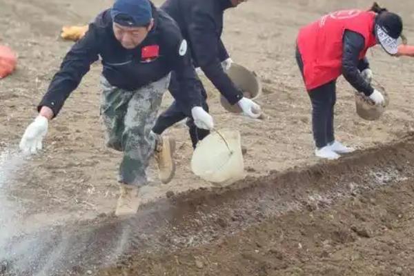 红薯怎么管理，追施尿素可加快薯苗生长