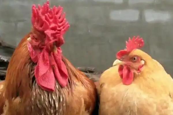 三年的公鸡为什么很贵，养殖周期长自然价格高