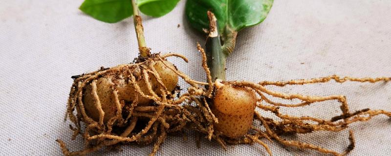 金钱树块茎的催芽方式，将小块茎放在阴凉通风处晾晒一天