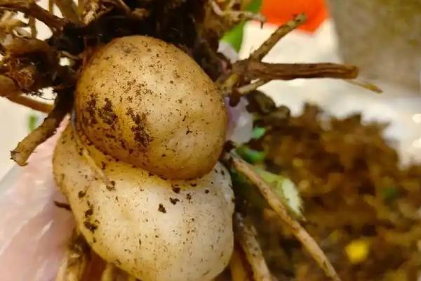 金钱树块茎的催芽方式，将小块茎放在阴凉通风处晾晒一天