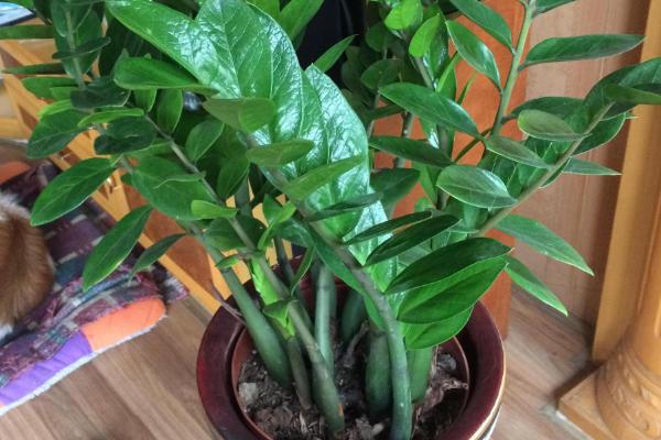 金钱树块茎的催芽方式，将小块茎放在阴凉通风处晾晒一天