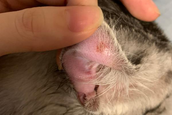 猫中耳炎和耳螨的区别，症状不同
