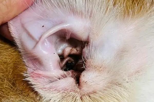 猫中耳炎和耳螨的区别，症状不同