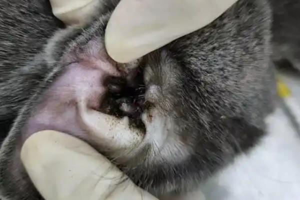 猫中耳炎和耳螨的区别，症状不同