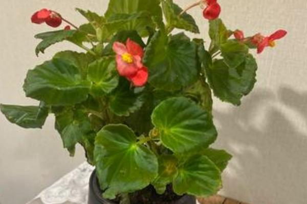 秋海棠的花期，花期在2个月左右