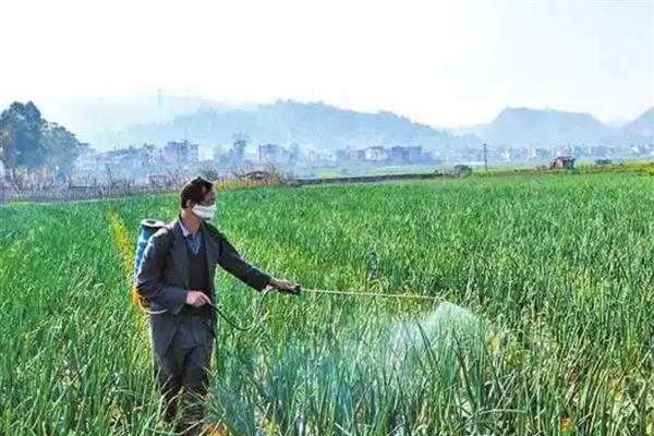 洋葱的种植方式，温度控制在13-21℃