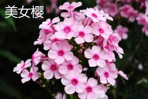 十月适合种什么花，推荐美女樱、三色堇等