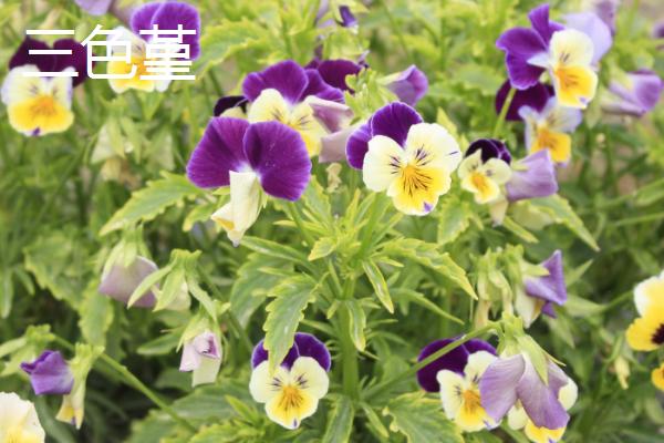 十月适合种什么花，推荐美女樱、三色堇等