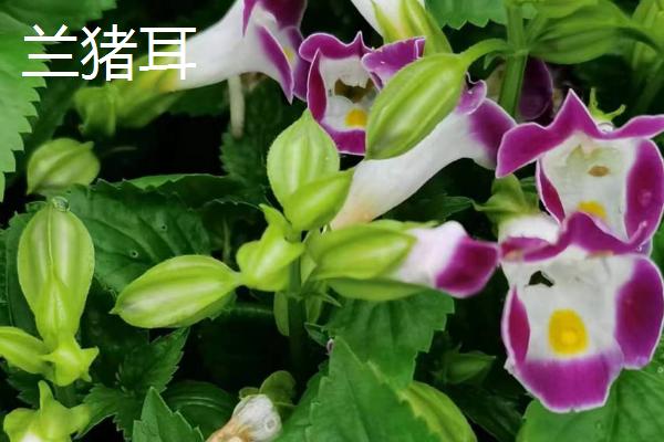 十月适合种什么花，推荐美女樱、三色堇等