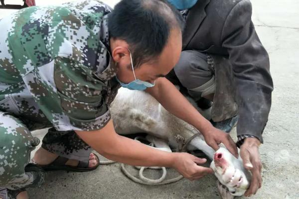 给羊健胃的方法，可以使用中药健胃散剂
